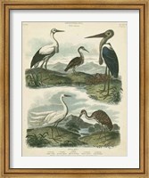 Framed Heron & Crane Species I