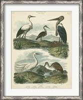 Framed Heron & Crane Species I
