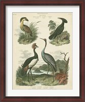 Framed Heron & Crane Species II