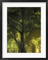 Shaded Reflection I Framed Print