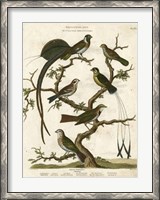 Framed Ornithology I