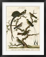 Ornithology I Framed Print
