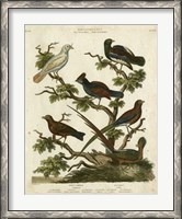 Framed Ornithology II