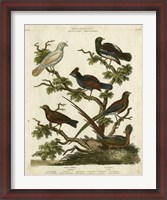 Framed Ornithology II