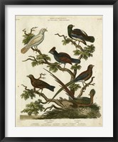 Ornithology II Framed Print