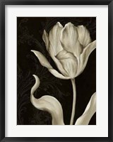 Classical Tulip II Framed Print