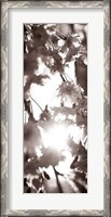 Framed Blossom Triptych I