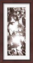 Framed Blossom Triptych I