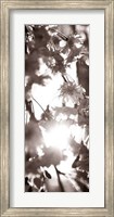 Framed Blossom Triptych I
