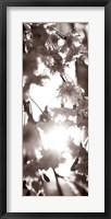 Framed Blossom Triptych I