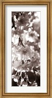Framed Blossom Triptych II