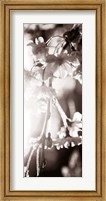Framed Blossom Triptych III