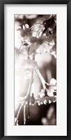 Framed Blossom Triptych III