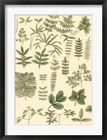 Abundant Foliage II Framed Print