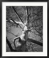 Classic Birch I Framed Print