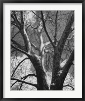 Classic Birch II Framed Print