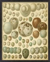 Framed Vintage Bird Eggs I