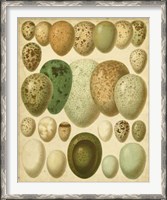 Framed Vintage Bird Eggs II