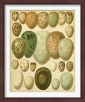 Framed Vintage Bird Eggs II