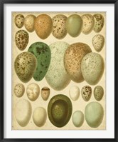 Vintage Bird Eggs II Framed Print