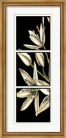 Framed Graphic Lily I