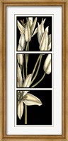 Framed Graphic Lily II