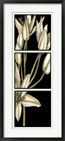Framed Graphic Lily II