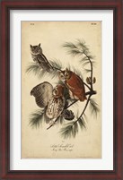 Framed Audubon Screech Owl