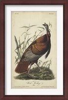 Framed Audubon Wild Turkey