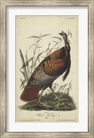 Framed Audubon Wild Turkey