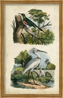 Framed Avian Sanctuary I