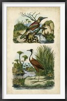 Avian Sanctuary II Framed Print