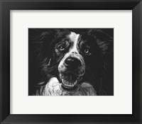 Framed Canine Scratchboard XVIII