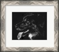 Framed Canine Scratchboard XIV - black
