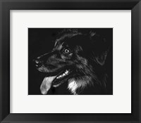 Framed Canine Scratchboard XIV - black