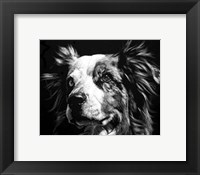 Framed Canine Scratchboard XX