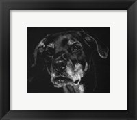 Framed Canine Scratchboard XXII