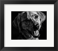 Framed Canine Scratchboard XXIII