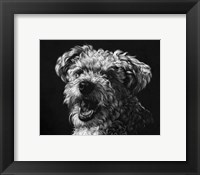 Framed Canine Scratchboard XXV