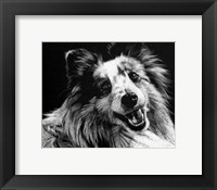 Framed Canine Scratchboard XXVI