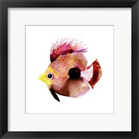 Framed Pink Fish