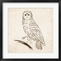 Framed Owl I