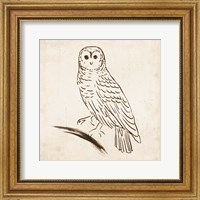 Framed Owl I