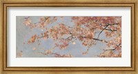 Framed Osaka Blossoms I