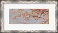 Framed Osaka Blossoms I
