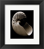 Framed Nautilus (small)