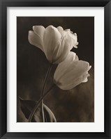 Framed Bending Tulip