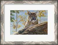 Framed Front Range Cougar