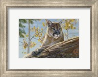 Framed Front Range Cougar