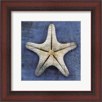 Framed Armored Starfish Underside